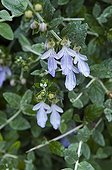 TEUCRIUM FRUTICANS