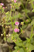SILENE 'FIREFLY'