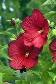 HIBISCUS MOSCHEUTOS PALUSTRIS