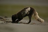 Arctic Fox digging into sand shore in Iceland ; The photograph shows remains of wintry livery on the flanks and the tail of the animal.
