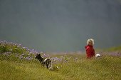 Arctic Fox and woman taking promenade in a meadow Iceland ; The photograph shows remains of wintry livery on the flanks and the tail of the animal. Photographed subjects seems to be unaware of each other presence.