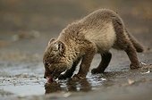 Arctic fox cub lapping up rainwater in a puddle on a rock ; Fox cub is few weeks old.