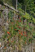 Plantes poussant sur un mur orienté sud ouest Dinan France