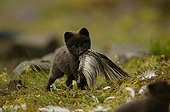 Arctic Fox cub holding a prey in its mouth Iceland ; Fox cub is a few weeks old. The bird's carcass is a bait from the photographer to make his report.