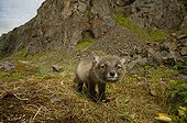 Arctic Fox cub smelling the photographer's presence ; The fox cub is a few weeks old.