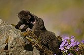 Arctic fox cubs playing on a rock near the burrow ; The fox cubs are a few weeks old.