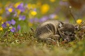 Arctic Fox cub asleep on moss covered ground Iceland ; The fox cub is a few weeks old.