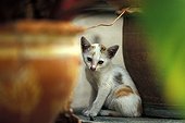 Tri-colored she-cat sit between flowerpots Thailand