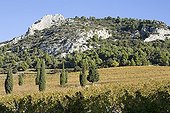 Vineyard and Cypress in front of the Dentelles of Montmirail