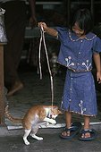 Girl waving a string to play with a cat Burma