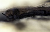 Common Pipistrelle hibernated on a rock crack