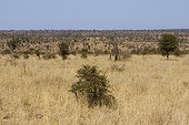 Savane herbeuse dans le PN Kruger Afrique du Sud