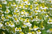 German chamomiles in bloom Bulgaria