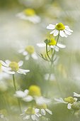 German chamomiles in bloom Bulgaria