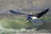 Barn Swallow drinking in flight Bulgaria
