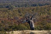 Baobab tree in the NP Kruger South Africa