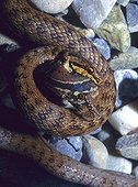 Smooth snake eating a Wall lizard Bas-Rhin France