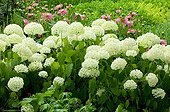 Smooth hydrangea 'Anabelle' in bloom in a garden