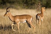 Impalas mâles dans la savane PN Kruger Afrique du Sud ; L'un des Impalas n'a plus qu'une seule corne.