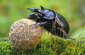 Stag beetle rolling a dropping of rabbit Bas-Rhin France