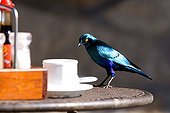 Greater Blue-eared Glossy-Starling on a table South Africa