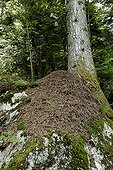 Big ant-hill against a trunk of Fir in june Haut-Rhin France