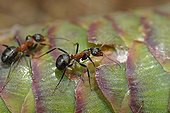 Southern wood ants on a cone of Norway spruce France