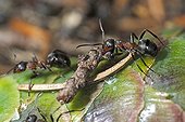 Southern wood ants carrying a twig on a cone France