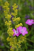 Lady's Bedstraw and Clusterhead Pink in june Haut-Rhin