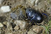 Dung beetle rolling sheep dung Haut-Rhin