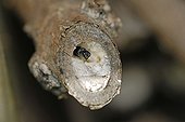 Sweat Bee at the entrance of its nest in a branch France