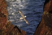 Fulmar boréal en vol au-dessus des rochers Pays de Galles ; Skokholm, île du Pembrokeshire.