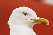Portrait of a Herring gull on a red boat