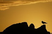 Silhouette de Goéland brun posé sur un rocher Pays de Galles ; Skokholm, île du Pembrokeshire.