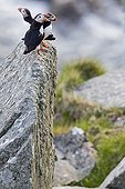 Macareux moines posés sur un rocher en bord de mer Norvège