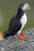 Macareux moine posé sur un rocher en bord de mer Norvège