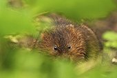 European water vole in spring England