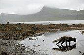 Arctic fox on the banks of a lake drinking water in Iceland ; The flanks and the tail of the animal shows remains of wintry livery.