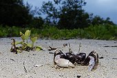 Horned ghost Crab on a beach of coralline islet