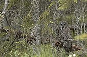 Great Grey Owl in the forest of Hamra Park Sweden