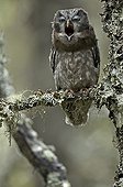Tengmalm's Owl yawning in the forest of Fulufjället Sweden