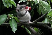 Loir gray eating red berries in Alsace