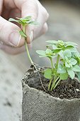 Basil seedling in peat pot Provence