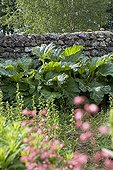 Rhubarbe contre un muret de pierres sèches Ardèche