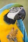 Portrait of a blue-and-yellow Macaw