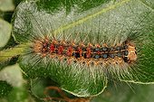 Caterpillar of Asian Gypsy Moth Midi-Pyrénées France