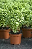 Potted small leaved Sweet basil plants Provence