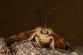 Asian Gypsy Moth Midi-Pyrénées France