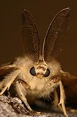 Portrait of Asian Gypsy Moth Midi-Pyrénées France