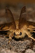 Asian Gypsy Moth Midi-Pyrénées France